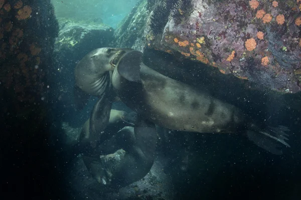 Leone marino che ti guarda sott'acqua — Foto Stock