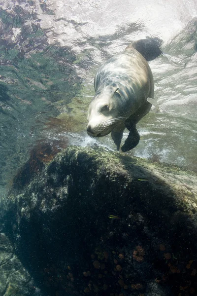 Leone marino che ti guarda sott'acqua — Foto Stock