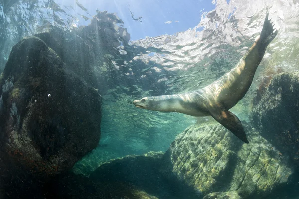 León marino bajo el agua mirándote — Foto de Stock