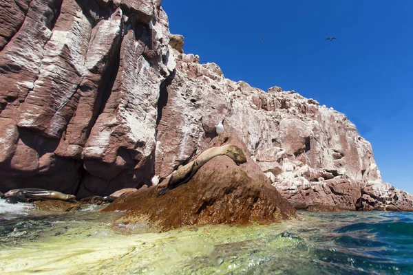 Морской лев под водой и над водой глядя на тебя — стоковое фото