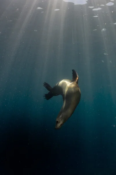 Hotel Sea lion podwodne patrzy na Ciebie — Zdjęcie stockowe