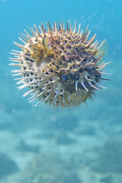 膨脹させた球の魚 — ストック写真