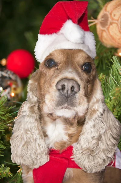 Psa szczeniaka ubrany santa Boże Narodzenie Boże Narodzenie — Zdjęcie stockowe