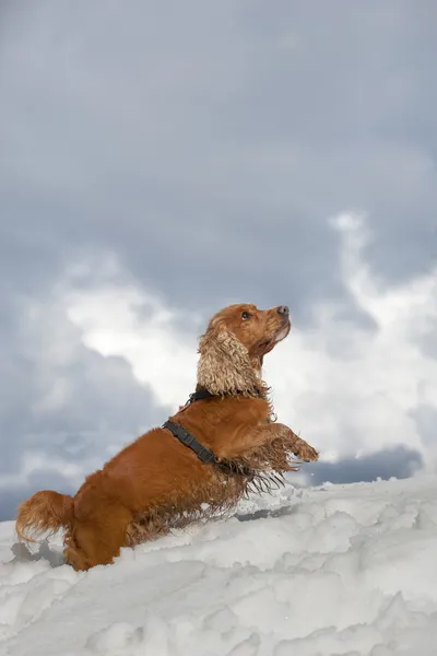 Cane cucciolo mentre gioca sulla neve — Foto Stock