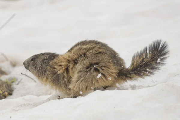 Geïsoleerde marmot terwijl het lopen in de sneeuw — Stockfoto