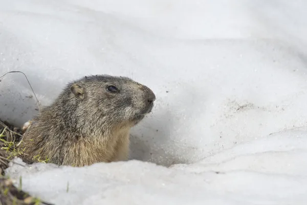 Marmotte isolée en courant sur la neige — Photo