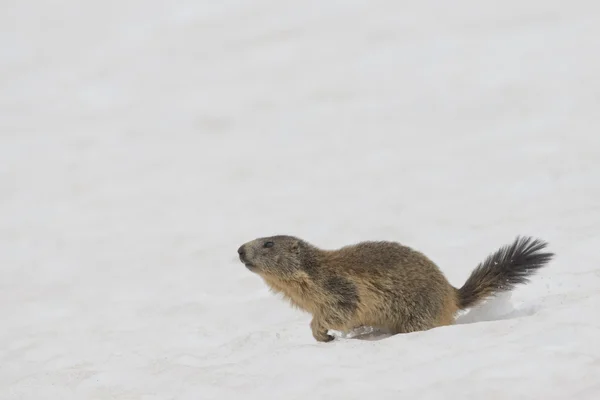 Geïsoleerde marmot terwijl het lopen in de sneeuw — Stockfoto