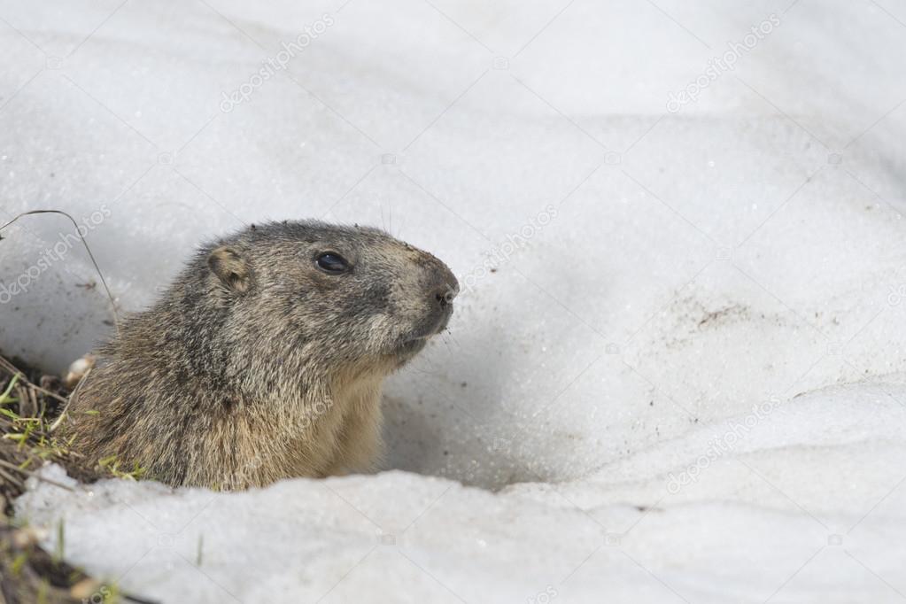 Isolated Marmot while running on the snow