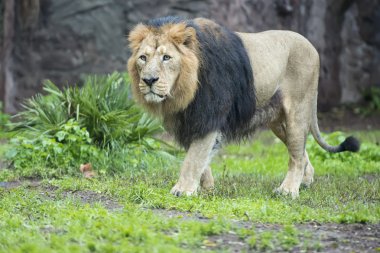 erkek aslan