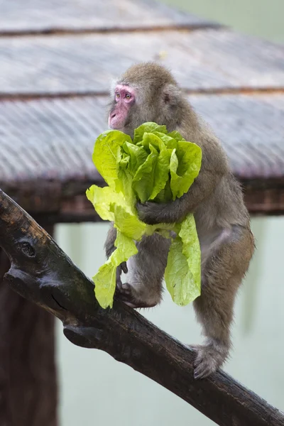 Um macaco enquanto come — Fotografia de Stock