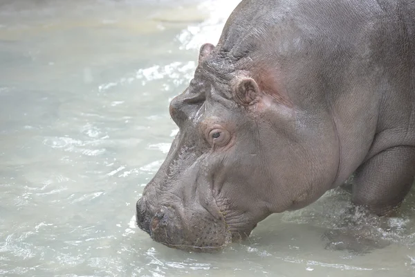 Retrato de hipopótamo — Foto de Stock
