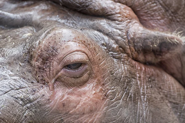 Hyppopotamus portrait — Stock Photo, Image