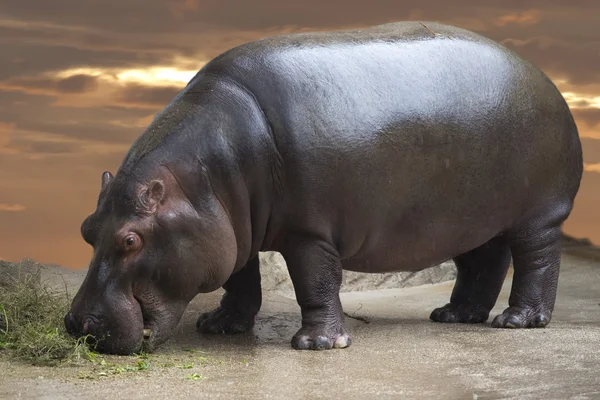 Hyppopotamus portret — Stockfoto