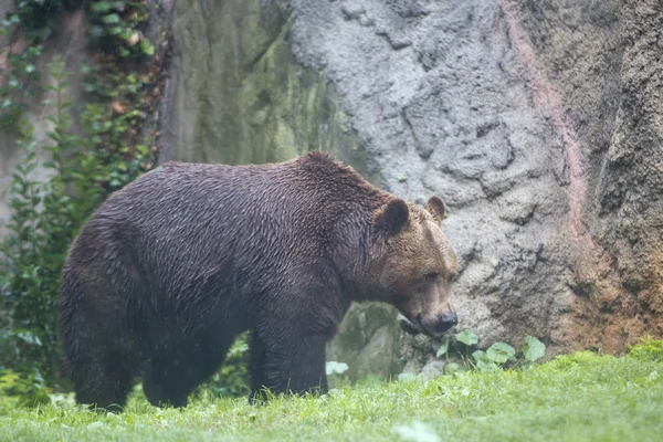 Orsi grizzly neri — Foto Stock