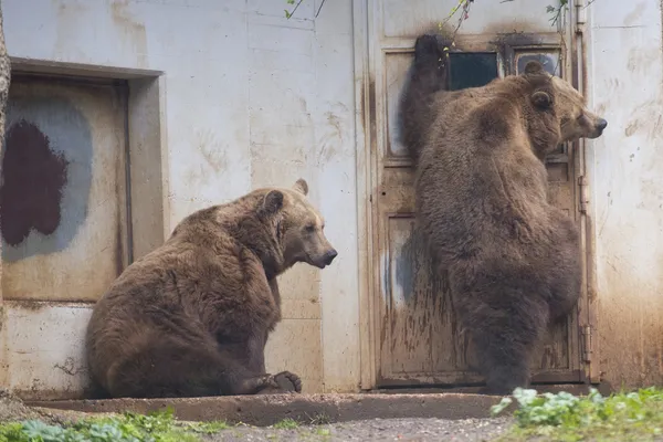 Orsi grizzly neri — Foto Stock