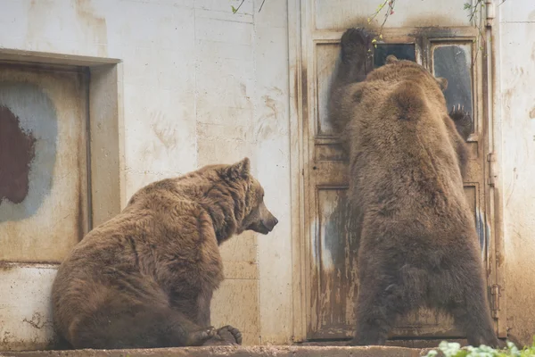 Svart grizzlybjörnar — Stockfoto