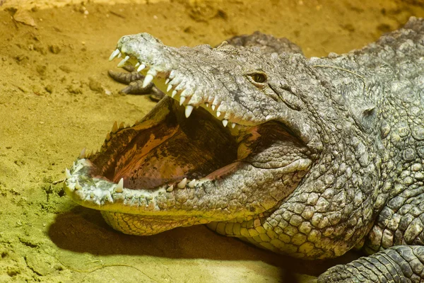 Wide open crocodile mouth — Stock Photo, Image