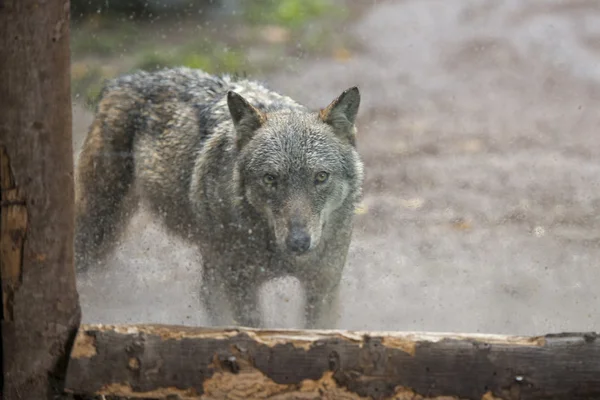 Wolf vor dem Fenster — Stockfoto