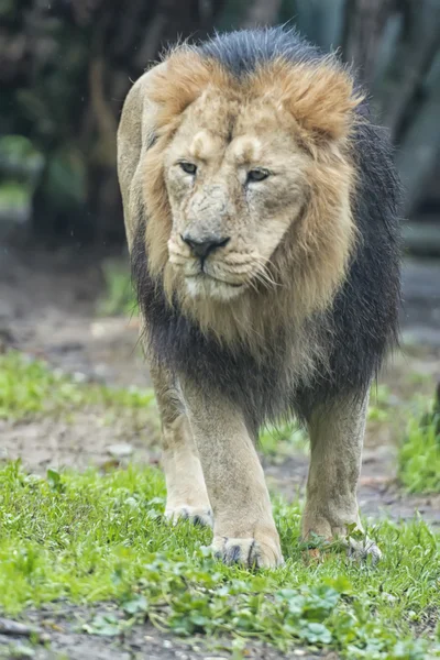 Мужской лев — стоковое фото