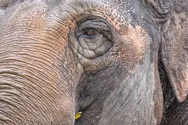 Ojo de elefante —  Fotos de Stock