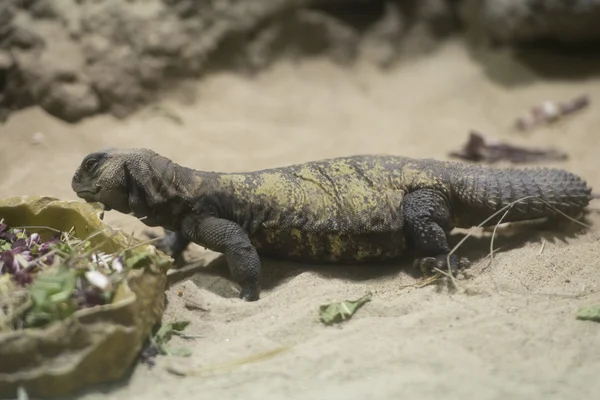 Súdán uromastyx ještěrka — Stock fotografie