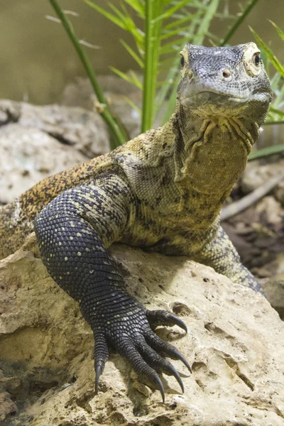 Lézard géant dragon Komodo — Photo