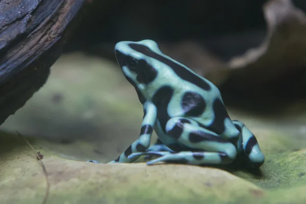 Madagaskar kikker — Stockfoto