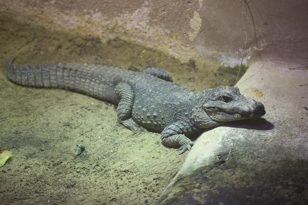 Chinese Alligator — Stock Photo, Image