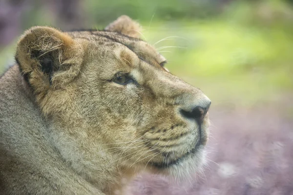 Female asian lion portrait — Stock Photo, Image