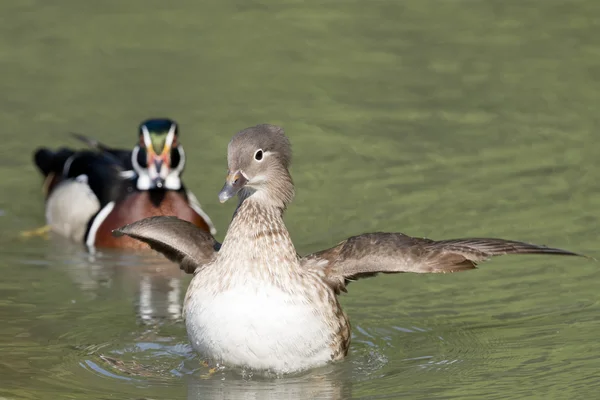 Duck while starting — Stock Photo, Image