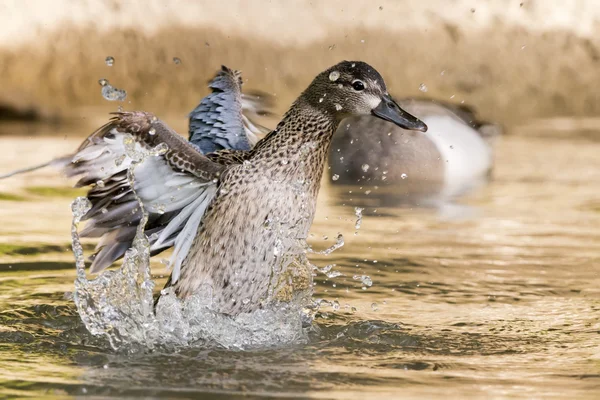 Duck while splashing — Stock Photo, Image