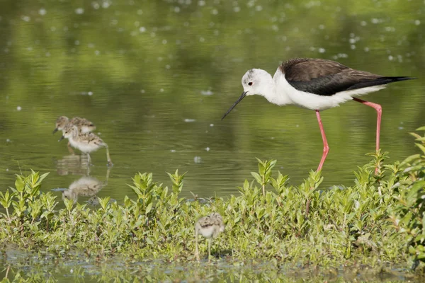 Young puppy black-winged stilt and mother — Stock Photo, Image