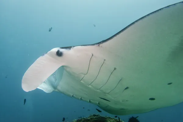 Manta Nahaufnahme Porträt unter Wasser — Stockfoto