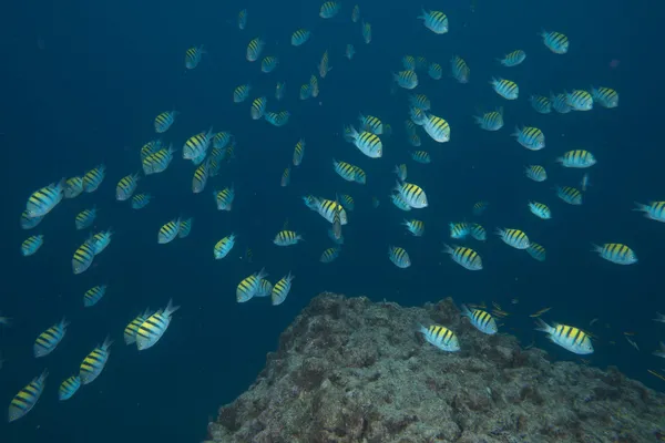 Pilotfische beim Tauchen — Stockfoto