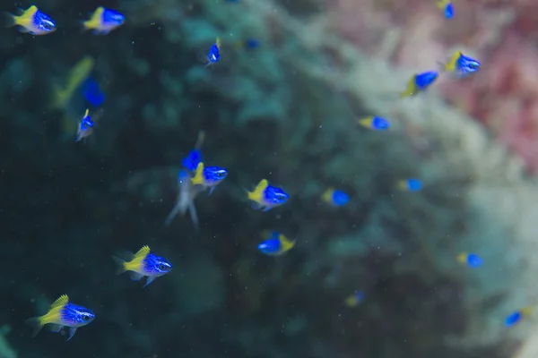 School of fish on the reef — Stock Photo, Image