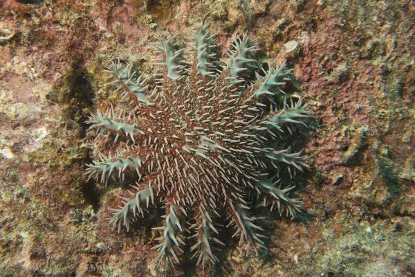 Estrella de mar corona de espinas —  Fotos de Stock