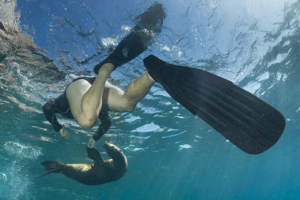 Seelöwe unter Wasser schaut dich an — Stockfoto