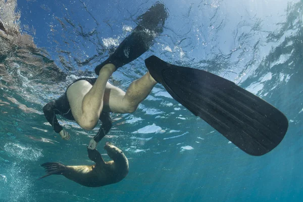 Leul de mare sub apă se uită la tine — Fotografie, imagine de stoc