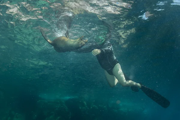 Seelöwe unter Wasser schaut dich an — Stockfoto