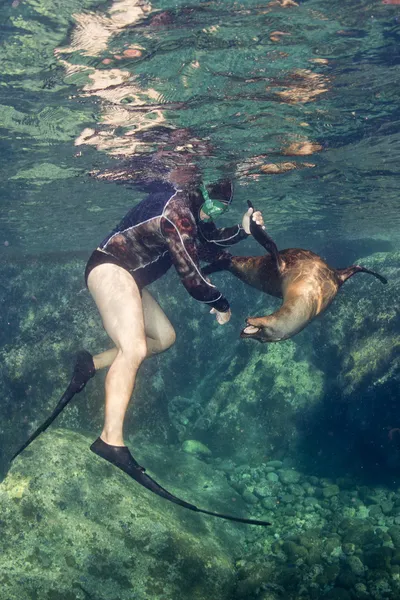 León marino bajo el agua mirándote — Foto de Stock