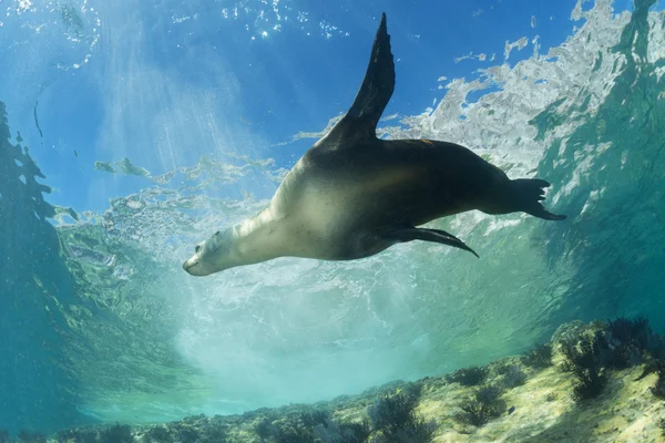 Seelöwe unter Wasser — Stockfoto