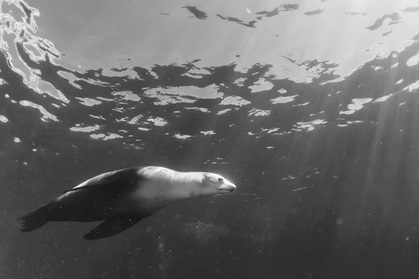 Hotel Sea lion pod wodą — Zdjęcie stockowe