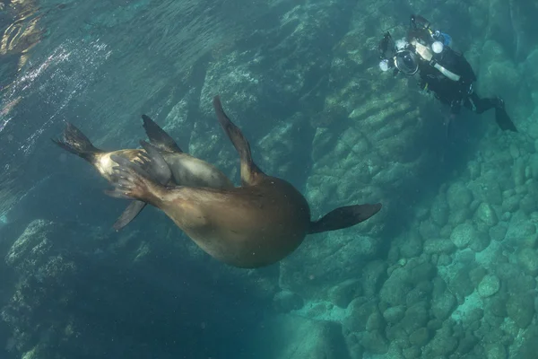 Seelöwe unter Wasser — Stockfoto