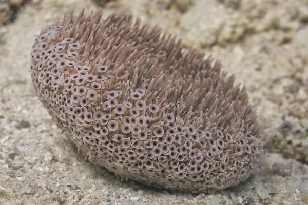 Hard coral macro — Stock Photo, Image