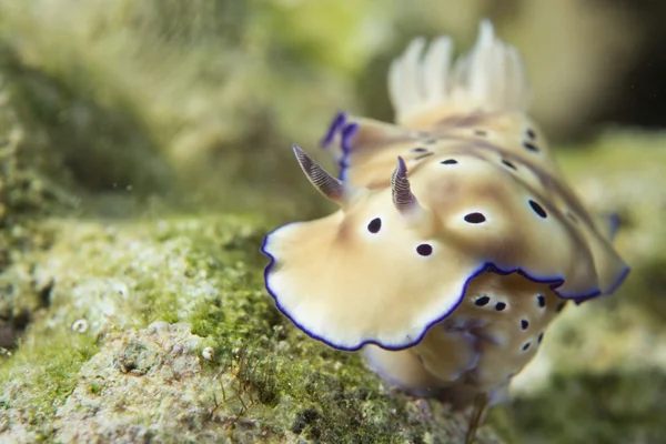 Chromodoris országokra Csupaszkopoltyús csigák — Stock Fotó