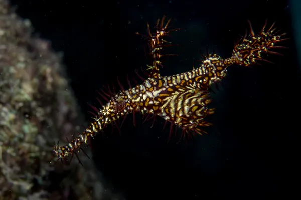 An ornate ghost pipe fish portrait — Stock Photo, Image