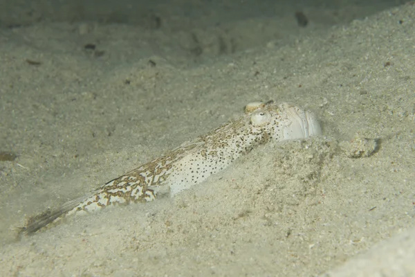 Stargazer priest fish — Stock Photo, Image