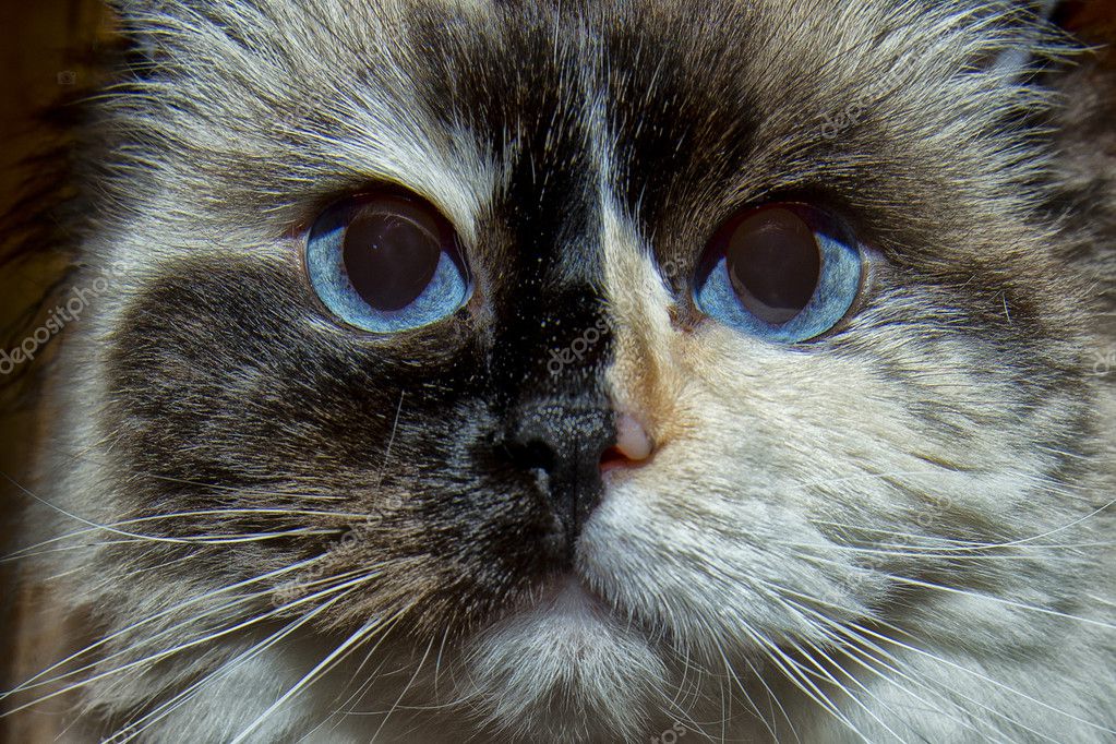 Ragdoll Katze Blaue Augen Stockfoto Izanbar 36634541