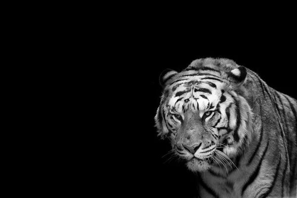 Un tigre listo para atacar mirándote —  Fotos de Stock