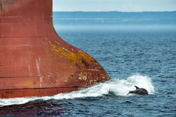dolphin jumping over ship prow
